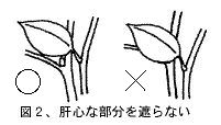 肝心な所を遮らぬ