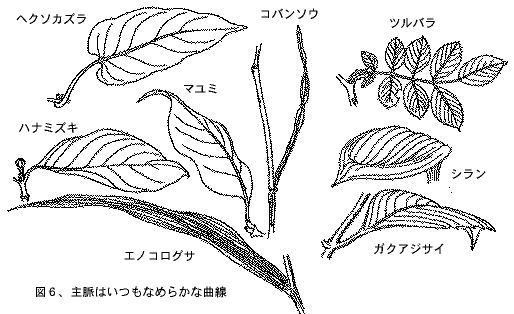 主脈はいつもなめらかな曲線