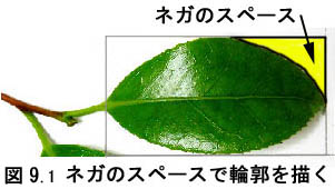 ツバキの葉の写真