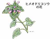 �q���I�h���R�\�E�̉�