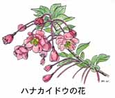 �J�C�h�E�̉�