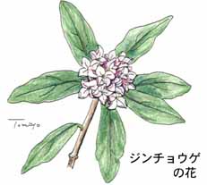 �W���`���E�Q�̉�