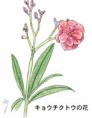 �L���E�`�N�g�E�̉�