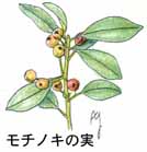 ���`�m�L�̎�