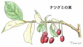 �i�c�O�~
�̎�